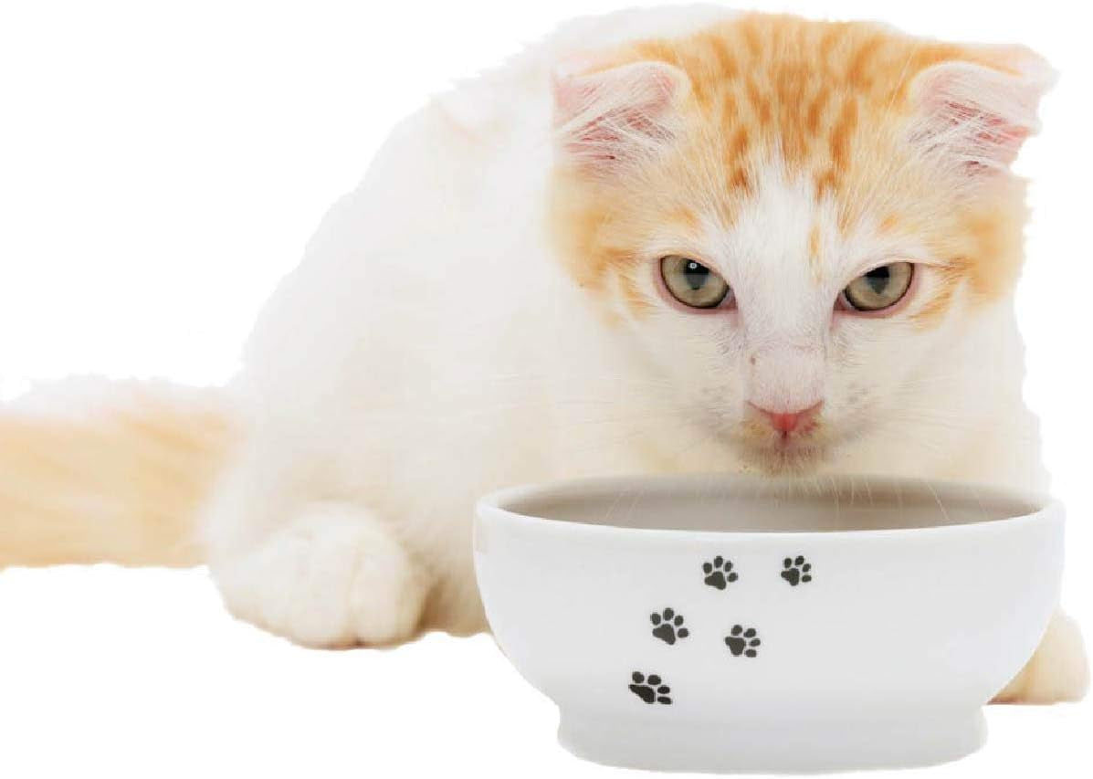 necoichi-shallow-wide-ceramic-cat-food-water-bowl-paw-basic-flat