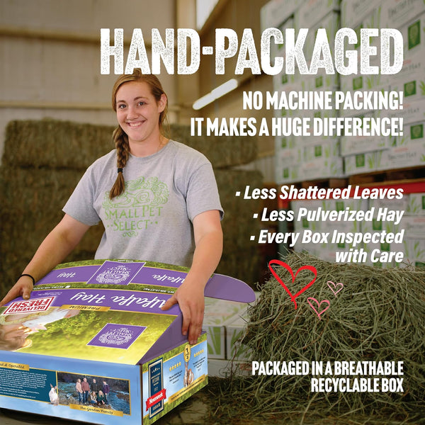 Small Pet Select Alfalfa Hay Pet Food for Young Rabbits, Guinea Pigs, Chinchillas, Tortoises and Other Small Animals, Easy to Store Box, 5 LB3