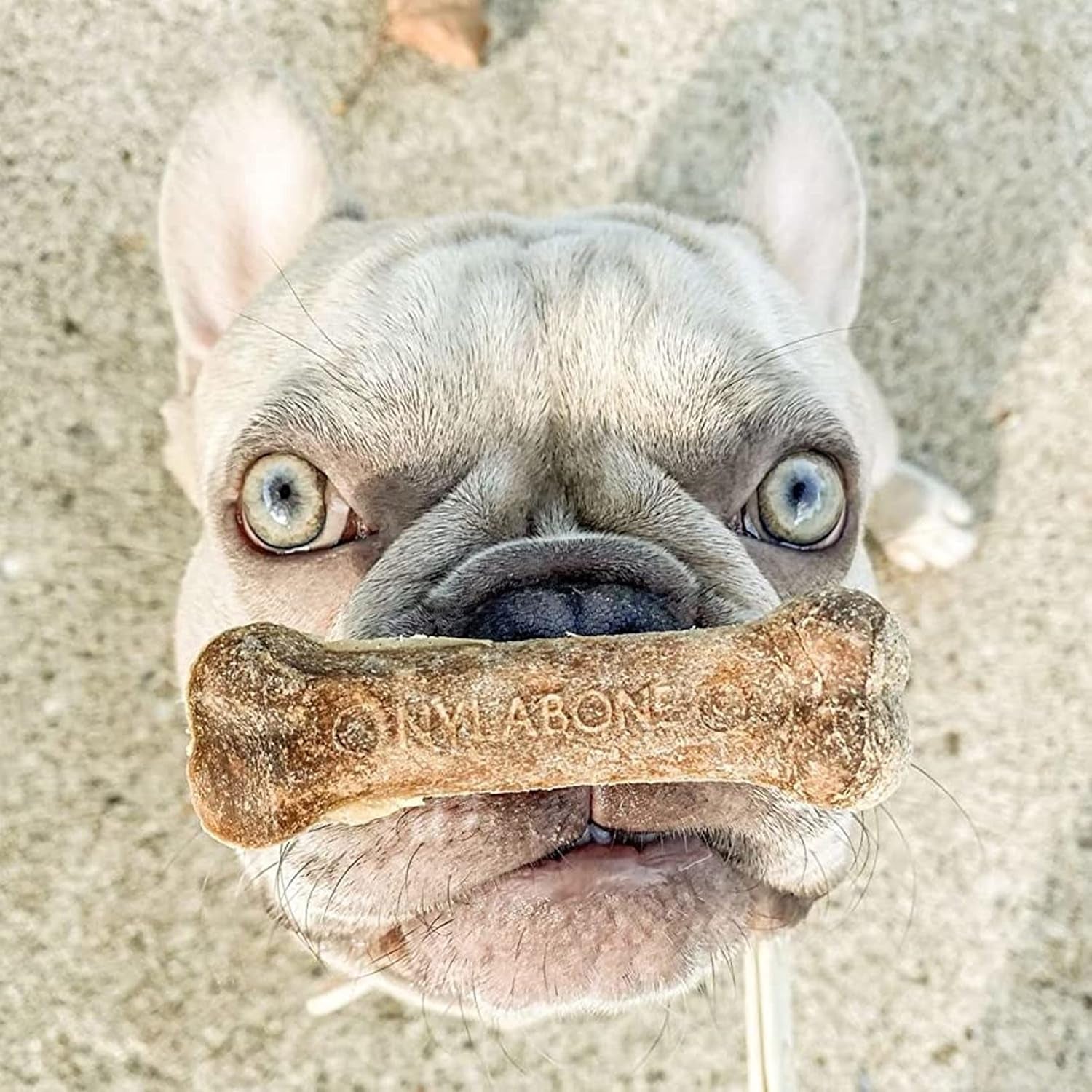 nylabone-healthy-edibles-natural-dog-chews-long-lasting-roast-beef-flavor-treats-for-dogs-medium-wolf-2-count