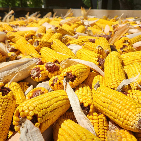 Wildlife Treats,Ear Corn Kernels, Hand Packed Boxes, Squirrel Food, 10 Pound (Pack of 1), Yellow6