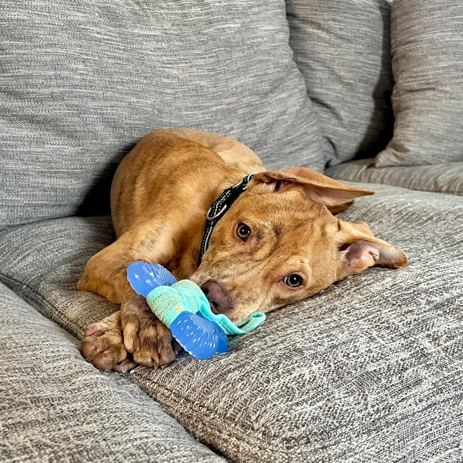 nylabone-puppy-chew-2-in-1-teething-freezer-bone-dog-chew-toy-small-peanut-butter-flavor-teething-toys-for-puppies-puppy-teething-freezable-to-soothe-sore-gums-for-small-puppies-up-to-25-lbs