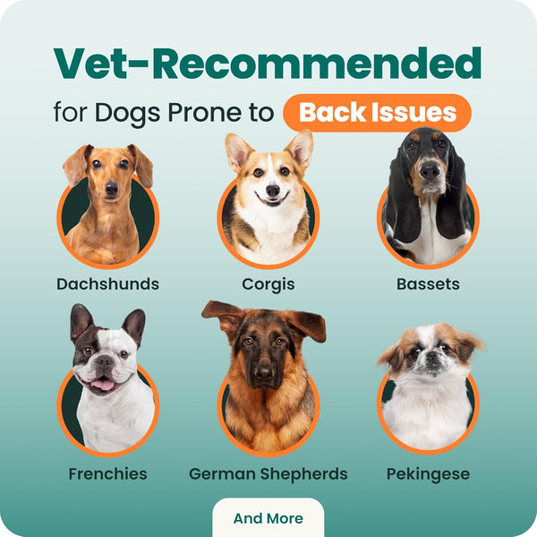 Vetriscience Healthy Spine & Disc Easy-Open Capsules, Back and Spinal Support Chondroitin and Taurine Supplement for Dogs, Perfect for Dachshunds, Corgis, Frenchies, Basset Hounds & More, 180 Count8
