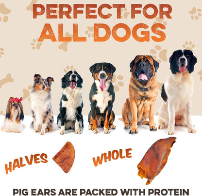 BRUTUS & BARNABY Whole Pig Ears for Dogs, 12 Ct. – All-Natural Single Ingredient Dog Chews, Slow Cooked & Fully Digestible Rawhide Alternative8
