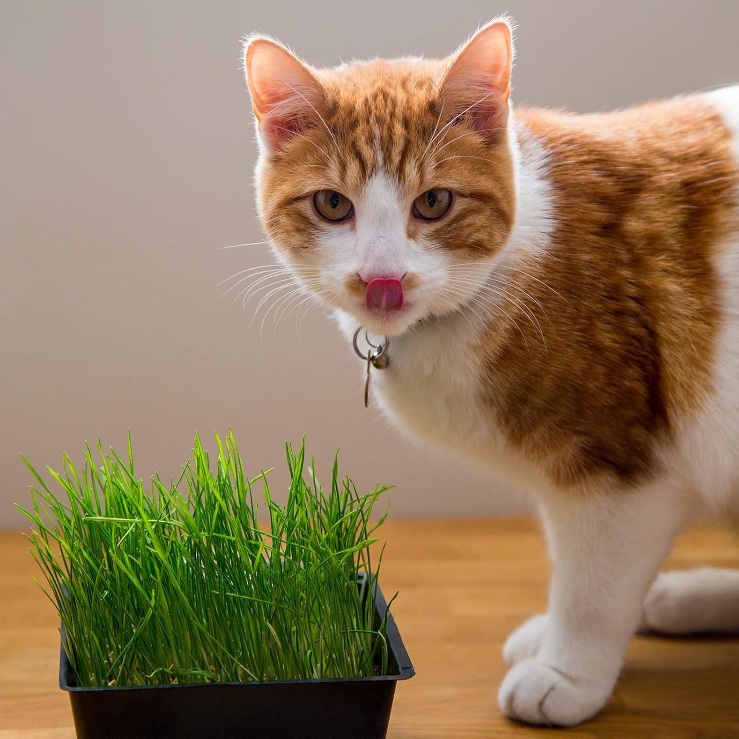 handy-pantry-organic-cat-grass-kit-includes-3-trays-soil-pucks-and-3-packs-non-gmo-wheatgrass-seed-a-healthy-treat-for-cats-dogs-rabbits-more