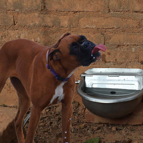 Automatic Dog Water Bowl Dispenser Large Size Pet Waterer Feeder Stainless-Steel Water Trough for Poultry and Small Livestock7