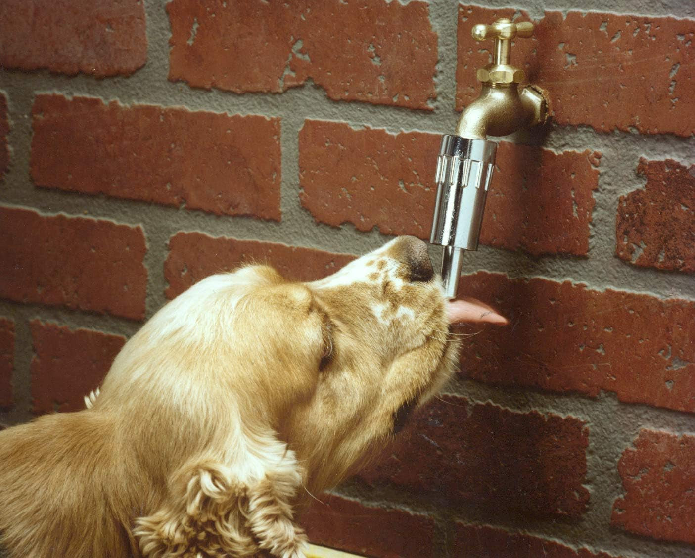 lixit®-l100-water-faucet-automatic-fountain-for-dogs-and-other-pets-made-in-usa-1-pack