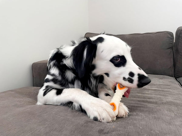 Nylabone Pop-In Treat Toy Chicken Dog Treat Refills, 90 Count | Made with Real Chicken, Fits Any Nylabone Pop-In Treat Toy, All-Natural Dog Treats, Highly Digestible, Limited Ingredients6