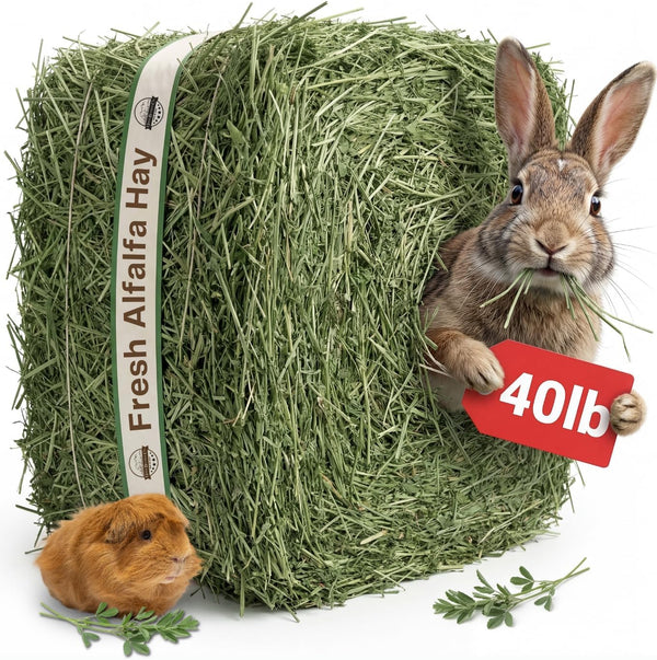 Premium Alfalfa Hay for Rabbits & Guinea Pigs - All Natural, USA Grown, 9Lb | Hay for Guinea Pigs, Chinchillas, Hamsters & Ferrets - Farm Fresh, Rich in Protein & Fiber, Fresh Dried, Hand-Selected8