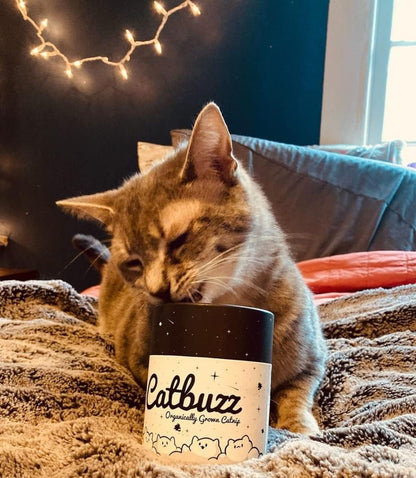 Catbuzz Premium and Organically Grown Catnip, Fresh, Grown by Family Farmers in the USA, All-Natural, Eco-Friendly, Sustainable5