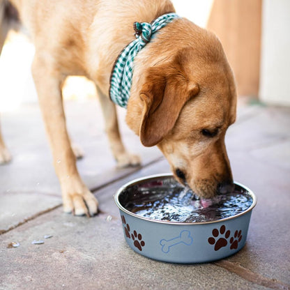 Loving Pets Bella Dog Bowls- Stainless Steel Dog & Cat Bowls - Spill Proof Dog Food Bowl, Cat Bowl, Puppy Essentials & Pet Supplies Great for Home & Travel (Medium 20-35 Lbs, Blueberry)5