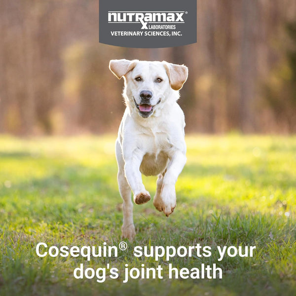 Nutramax Cosequin Dog Joint Supplement, Skin & Coat, Soft Chews, 60Ct | Glucosamine & Chondroitin for Dogs with MSM, Omega-3S, Supports Joints, Skin and Coat Health, All Ages & Sizes3
