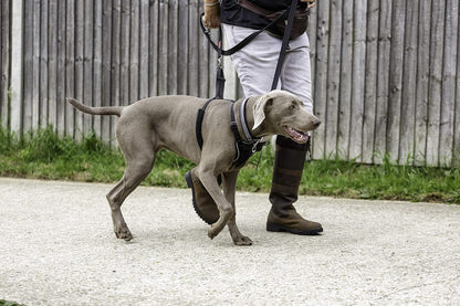Halti No Pull Harness - Stop Your Dog Pulling on the Leash. Adjustable, Lightweight and Easy to Use. Reflective Dog Training Harness for Large Dogs (Size L, Black)2