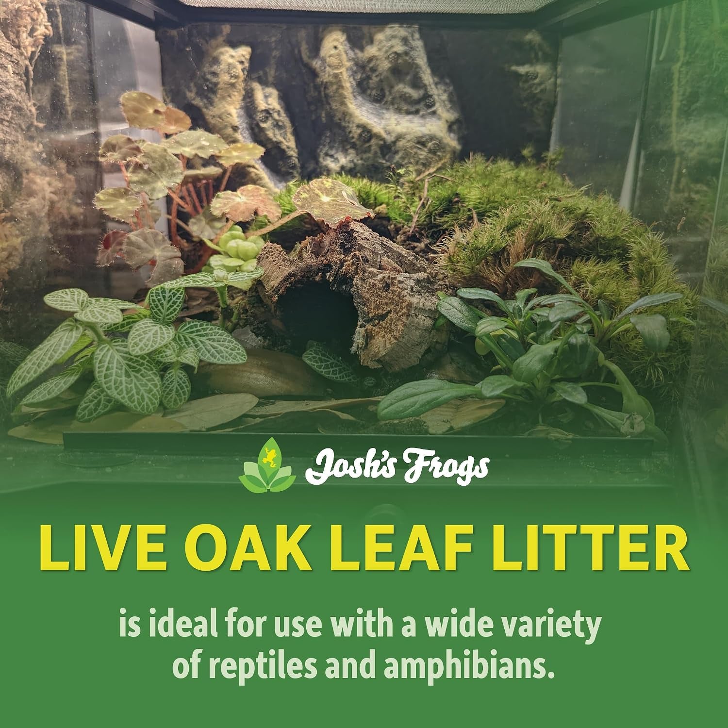 joshs-frogs-organic-live-oak-leaf-litter-1-gallon-500-leaves-usa-collected