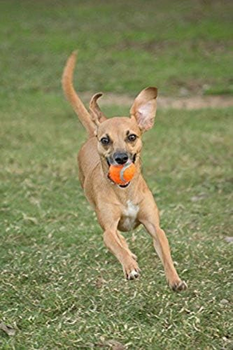 chuckit-dog-tennis-ball-dog-toy-large-3-inch-diameter-for-dogs-60-100-lbs-pack-of-2