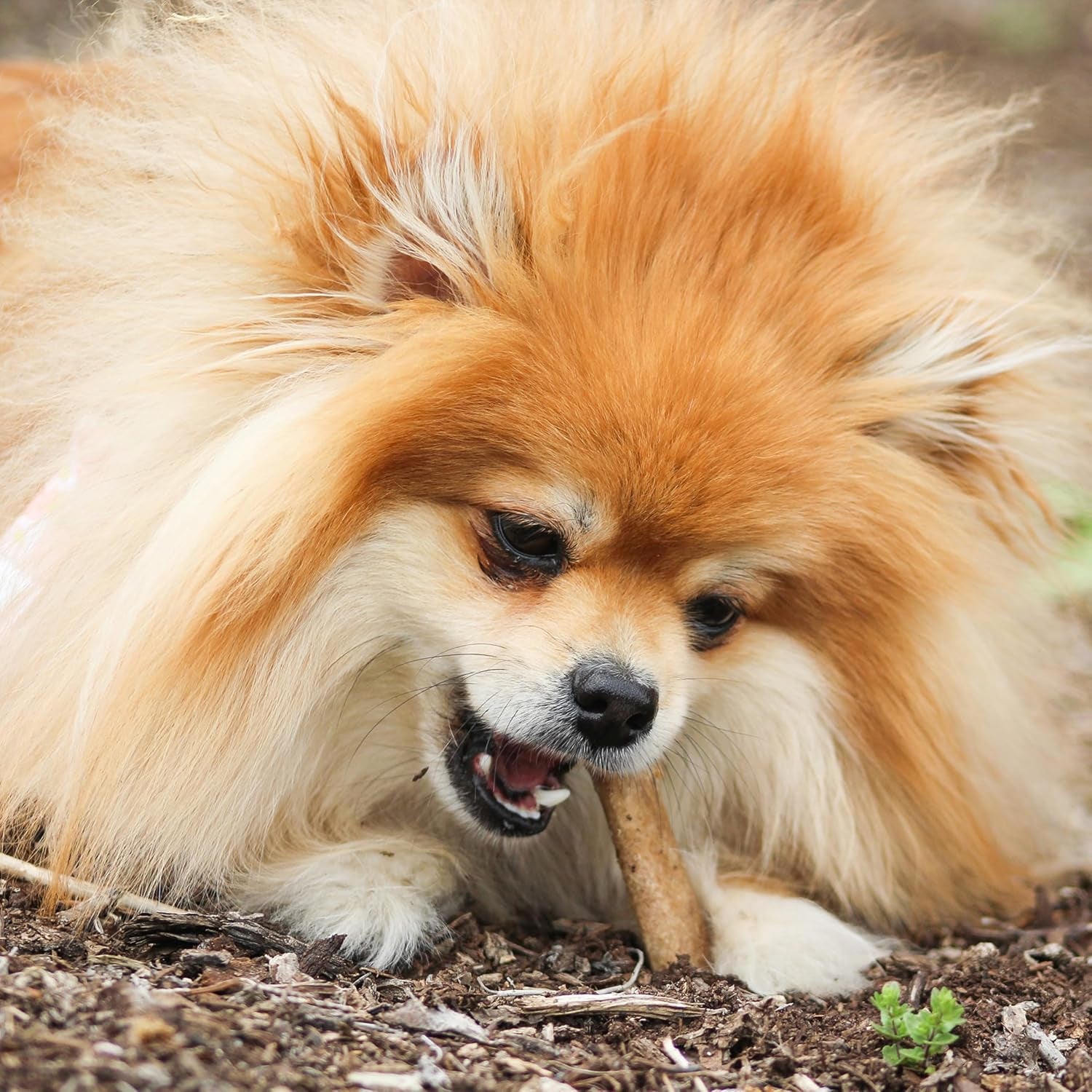 nylabone-healthy-edibles-natural-chews-long-lasting-dog-bones-healthy-dog-treats-bacon-flavor-x-small-8-count