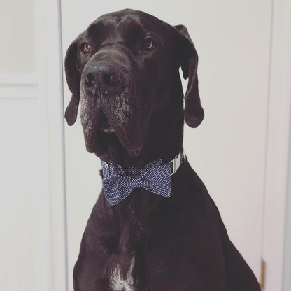 Lionet Paws Boy Dog Collar with Bowtie, Comfortable Adjustable Cute Navy Blue Bow Tie Collar for Male Dogs Gift, Xlarge, Neck 16-26 Inches6