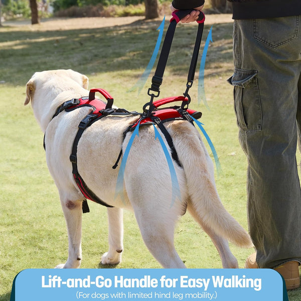 Dog Lifting Harness for Medium Dogs, Dual Handle Dog Support Harness for Daily Walking Assistance, Male Dog-Friendly, Breathable & Easy on Mobility Aid, Red, M2