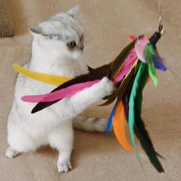 Miwoowim 2PCS Retractable Cat Teaser Wands & 9PCS Feather Refills Toy Set | Dual-Size Telescopic Rods (50" & 38"), Da Bird Feather Attachments with Bells Replacement,Interactive Fishing Pole Toys4