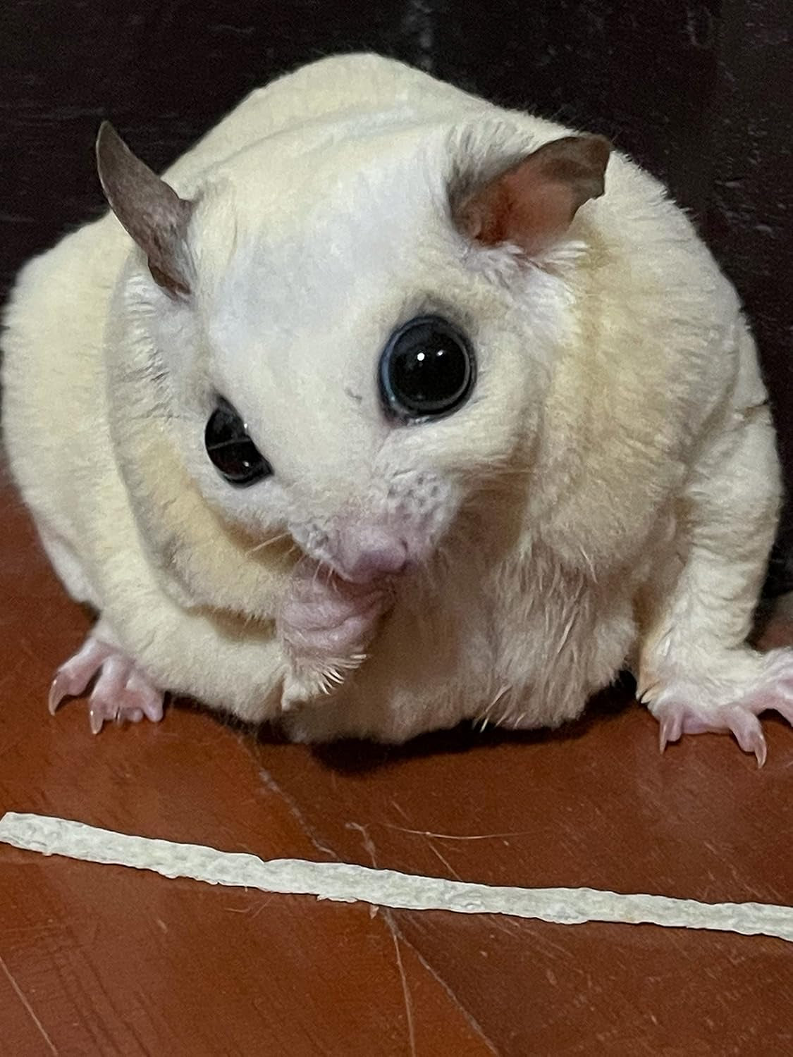 premium-fish-stick-for-sugar-glider-and-small-exotic-pet-made-from-real-fish-hamster-squirrel-chinchillas-marmoset-favorite-treats-snacks-and-food-35g