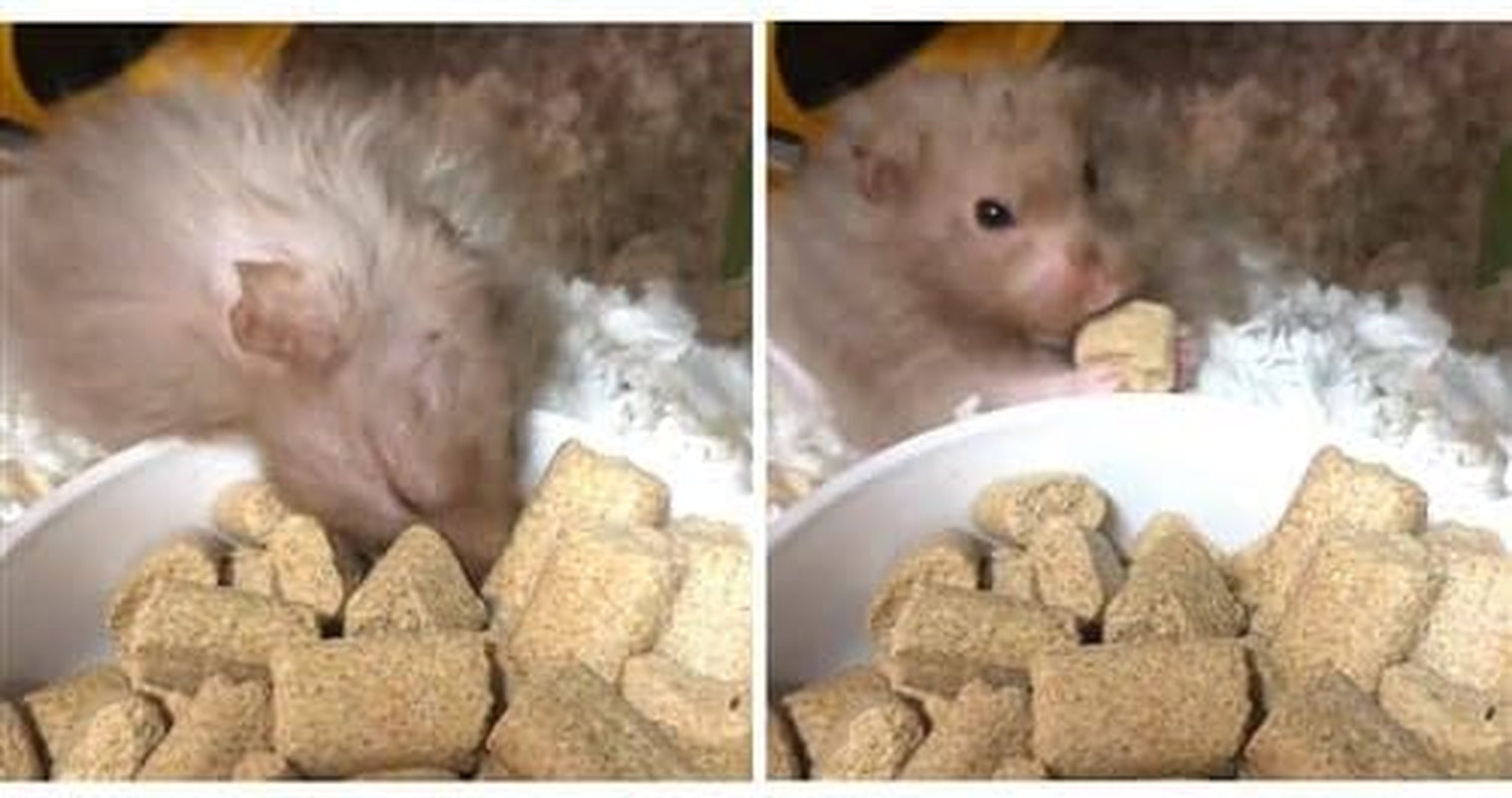 rodent-blocks-nutritional-rodent-food-for-rats-mice-squirrels-degus-3-lb