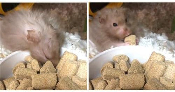 Rodent Blocks - Nutritional Rodent Food - for Rats, Mice, Squirrels, Degus (3 Lb.)5