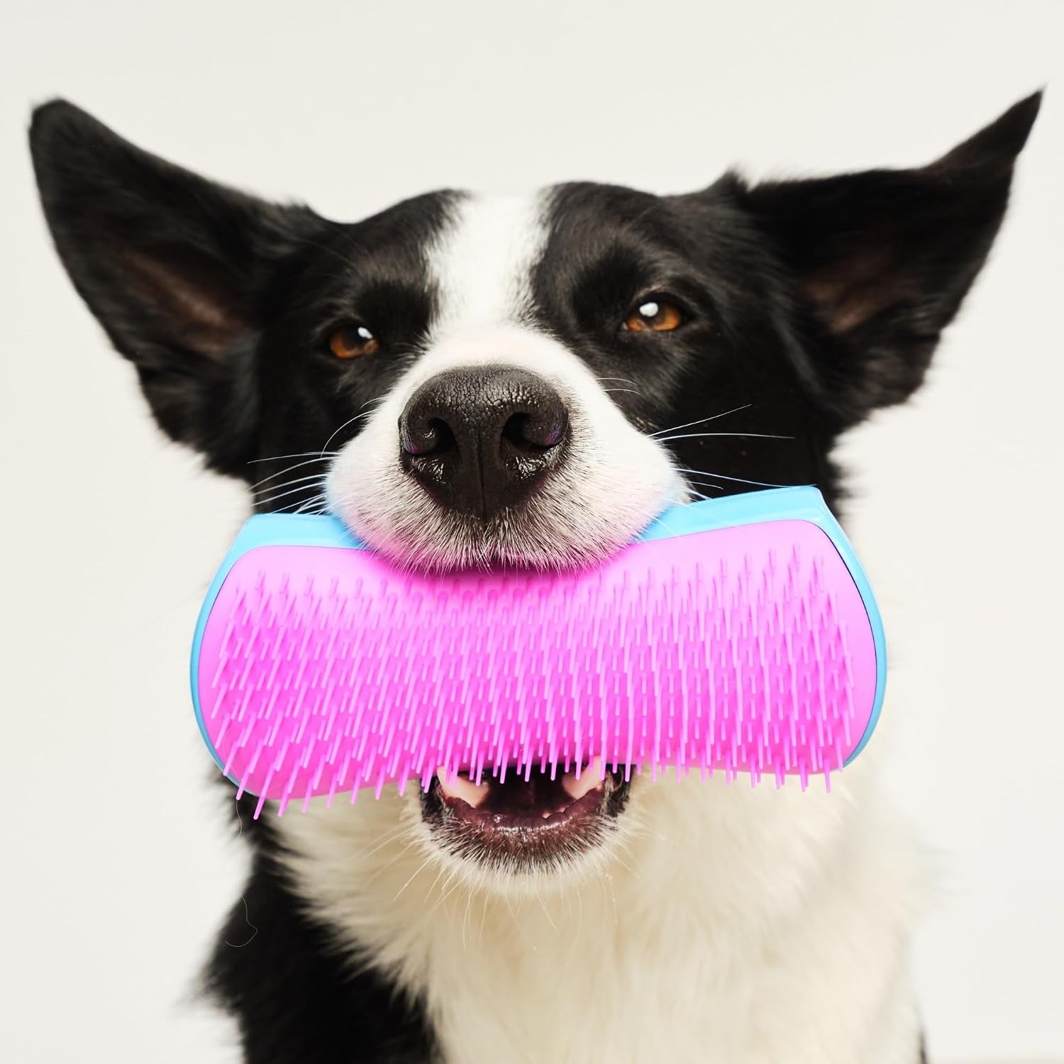 pet-teezer-de-shedding-dog-brush-for-long-hair-breeds-large-blue-pink-dog-grooming-tool-with-patented-two-tier-teeth-reaches-the-undercoat-for-thick-double-coated-dogs-wet-or-dry-fur