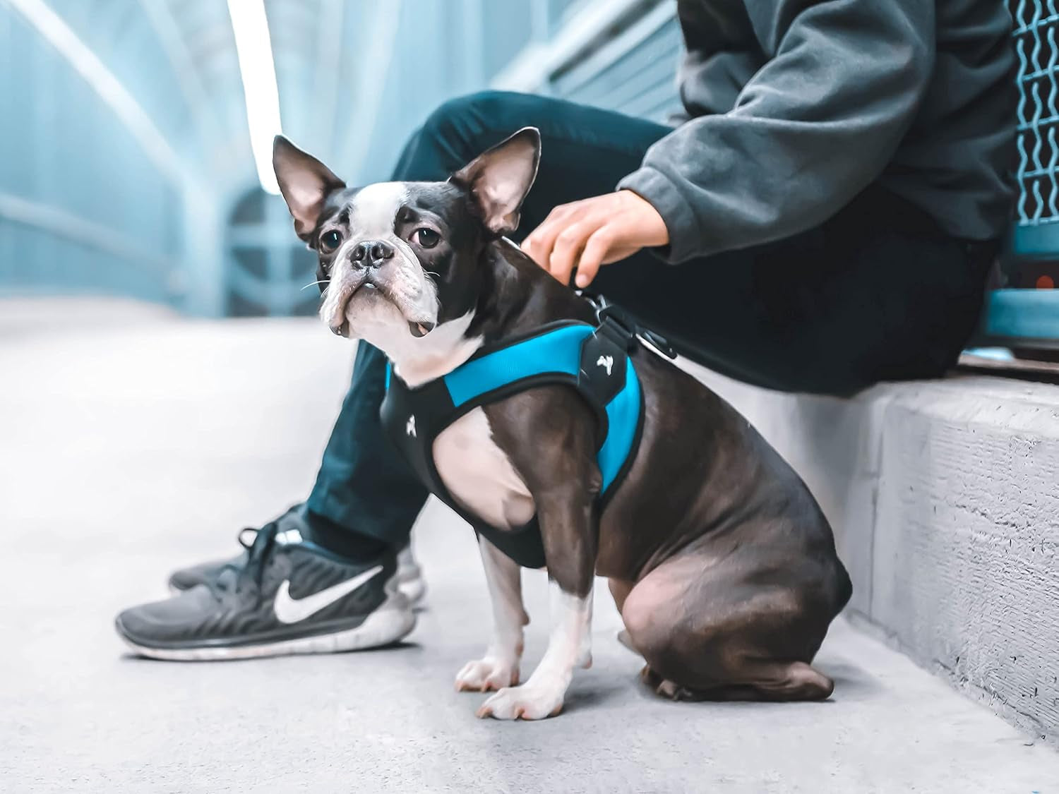 gooby-escape-free-easy-fit-harness-small-dog-step-in-harness-for-dogs-that-like-to-escape-their-harness-turquoise-small