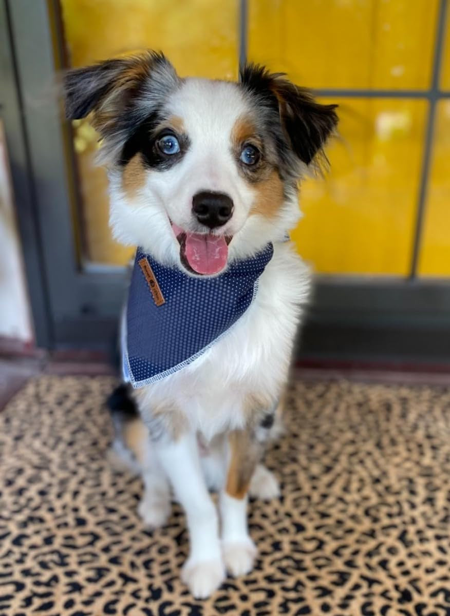 lionet-paws-dog-bandana-for-small-medium-large-dogs-cat-kerchief-blue-doit-triangle-bibs-scarf-for-girl-or-boy