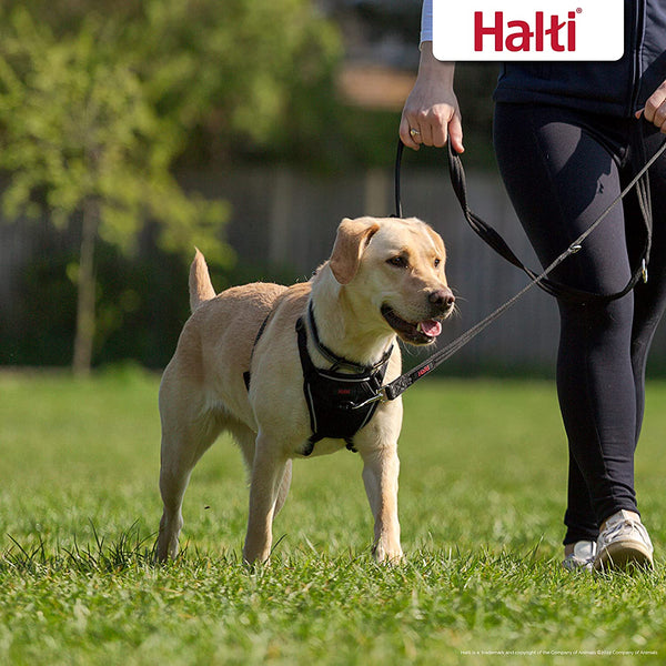 Halti No Pull Harness (Size Medium) & Training Leash (Size Large, Black) | Bundle | Stop Your Dog Pulling on the Leash | Adjustable, Lightweight and Easy to Use | Suitable for Medium Dogs6