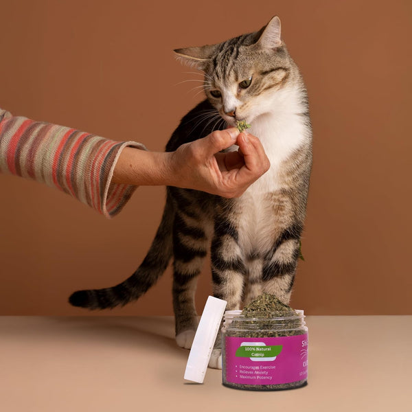 Catnip for Cats with Leaves and Flower Seeds 100% Natural and Organic Catnip Premium Cat Nip for Cats & Kittens Used as a Snack or Refillable Catnip Treats for Cats (1/2 Cup)7