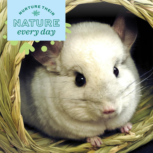 Oxbow Timothy Hay Bungalow, Guinea Pig Hideout & Rabbit House, Large | Bunny Hideout, Rabbit Hide, Guinea Pig House, Hand-Woven, Timothy Hay for Guinea Pigs, Chinchillas and Rats, Edible4