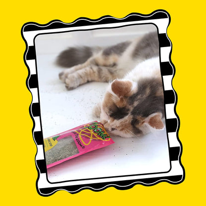 Petmate Organic Catnip - Hoots Zoom around the Room Catnip - Grown & Harvested in USA 0.5Oz Pouch3