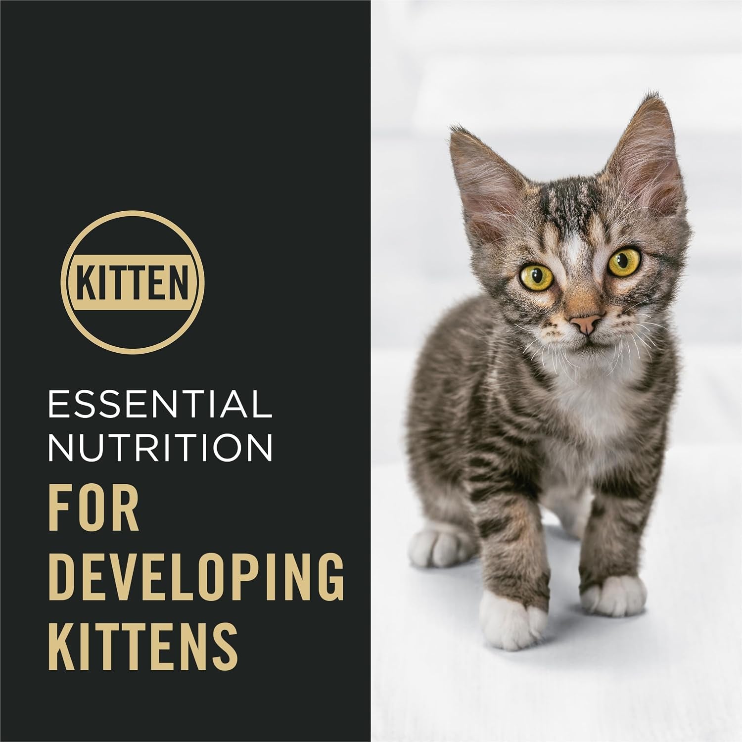 purina-pro-plan-kitten-dry-food-complete-essentials-shredded-blend-chicken-and-rice-formula-6-pound-pack-of-1