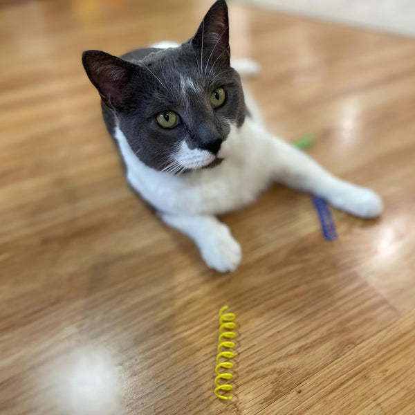 SPOT Colorful Springs Cat Toys – 3" Bouncy Coils for Indoor Cats & Kittens to Swat, Chase & Bite, Safe Lightweight Plastic, Interactive Enrichment Toys, 10-Pack Multi-Color10