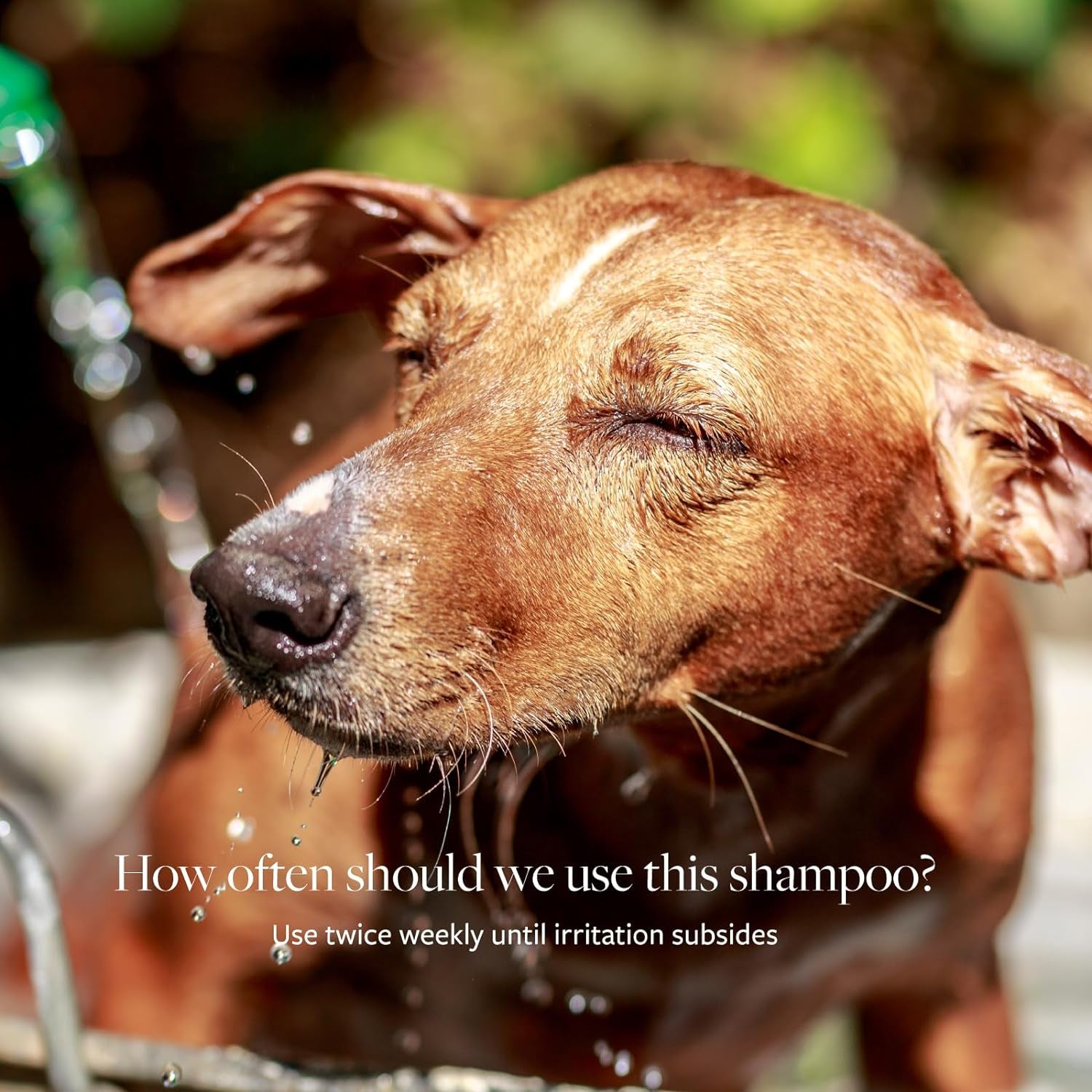 veterinary-formula-clinical-care-antiseptic-antifungal-shampoo-16-oz-medicated-formula-helps-alleviate-scaly-greasy-and-red-skin-free-from-parabens-dyes-and-soap