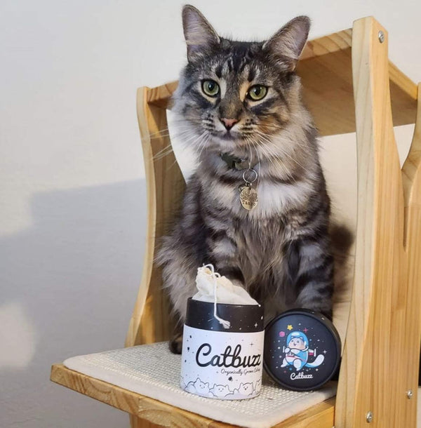 Catbuzz Premium and Organically Grown Catnip, Fresh, Grown by Family Farmers in the USA, All-Natural, Eco-Friendly, Sustainable6