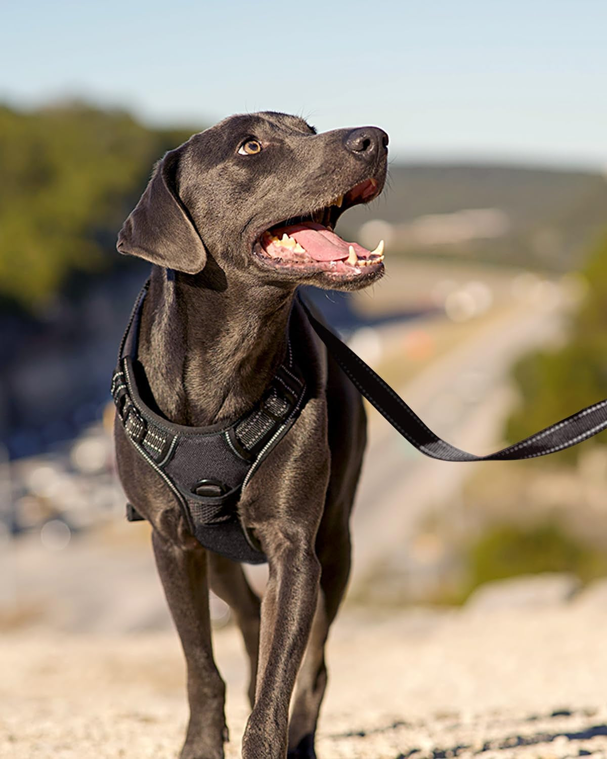 joytale-no-pull-dog-harness-medium-sized-dog-front-clip-black-grab-handle-for-instant-control-padded-adjustable-vest-sturdy-metal-d-rings-for-safe-training-daily-walking