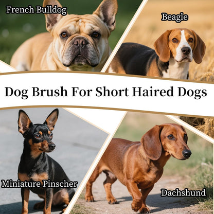 Soft Boar Bristle Dog Brush for Short Haired, Ideal Pet Hair Brush | Gentle Deshedding & Grooming Tool, Puppy Essentials for Grooming and Shedding3