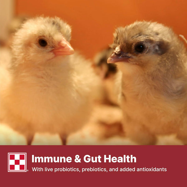 Purina Start & Grow | Nutritionally Complete Medicated Chick Feed Crumbles | 25 Pound (25 Lb.) Bag7