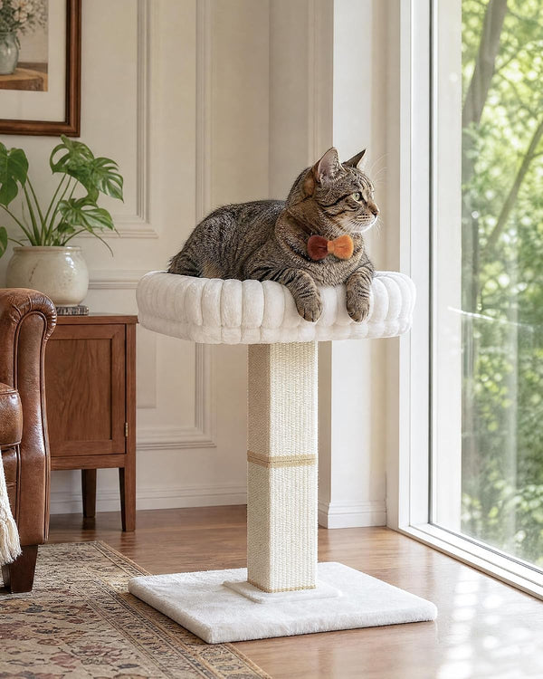 Morden Cat Scratching Post with Top Plush Bed for Indoor Cats | Removable & Washable Perch, Small Morden Cat Tree, Cat Tower with Scratch Post, Natural Sisal, White7