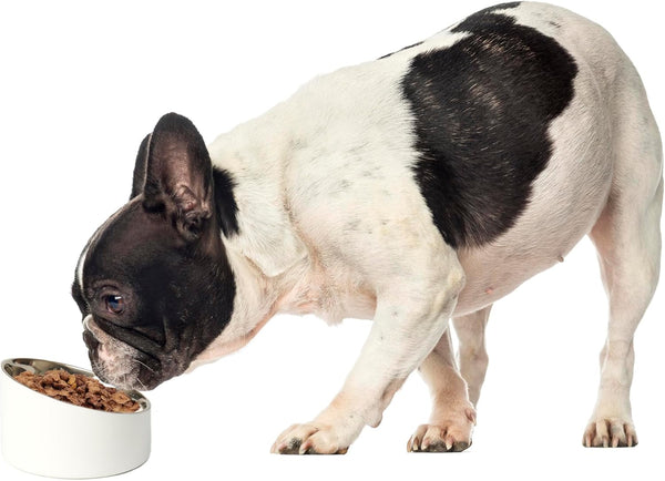 Petrageous 18439 Seychelles Stainless-Steel Slanted Double Walled Dog Bowl 5.9-Inch Width and 3.74-Inch Height 1.88-Cups Capacity, White5