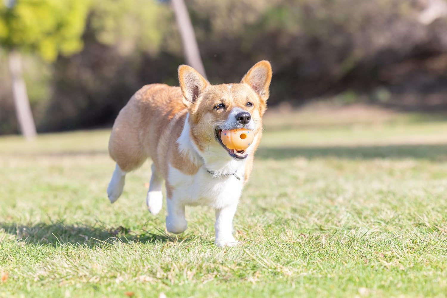 chuckit-birthday-fetch-ball-medium-2-5-inch-diameter-for-dogs-20-60-lbs-pack-of-1