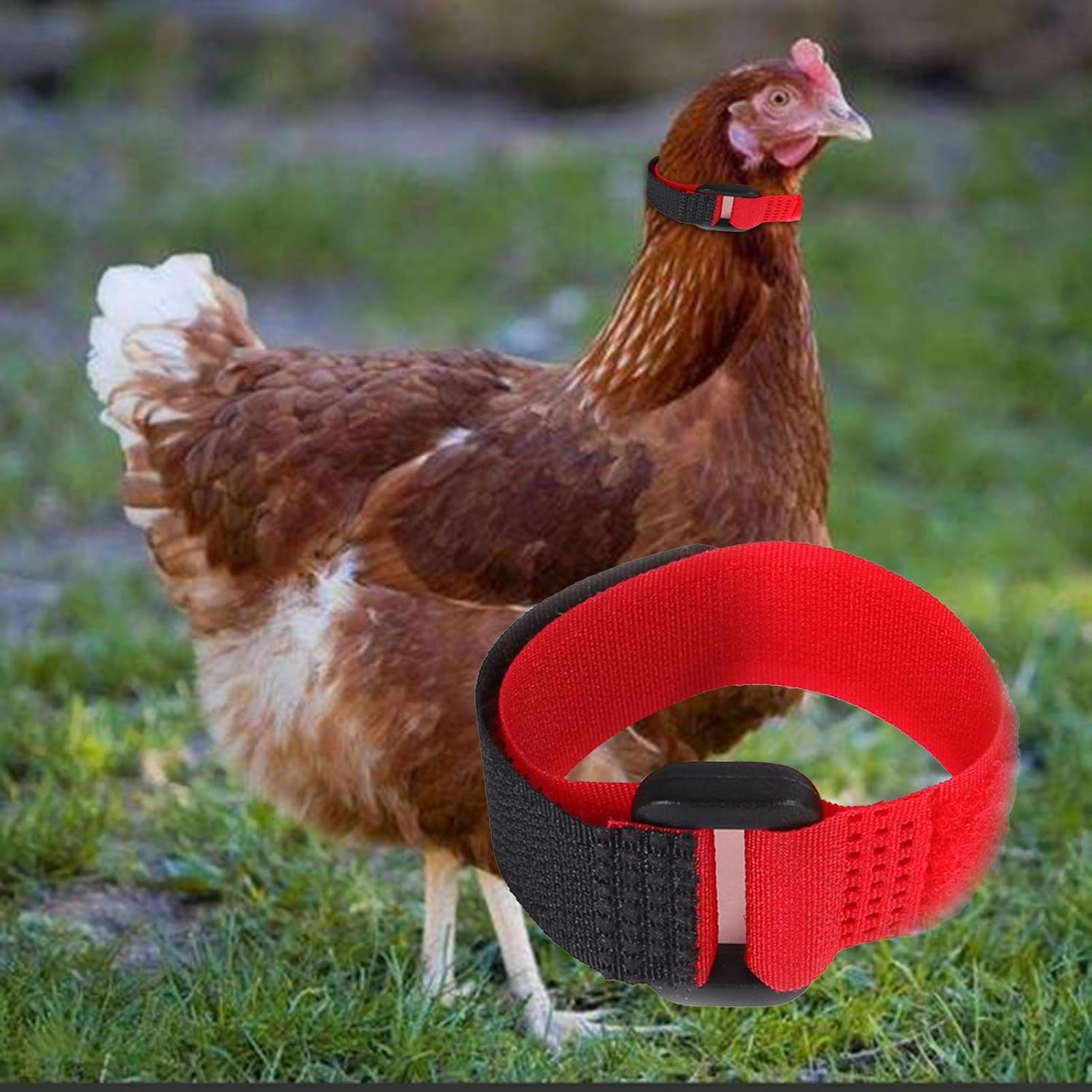 2pcs-red-crow-rooster-collar-crow-collar-rooster-collarno-crow-noise-neck-belt-for-roosters-collars-harnesses-and-leashes-nylon-prevent-chickens-from-screaming-basic-dog-collars-basic-collars