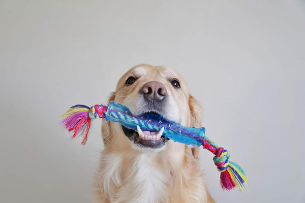 Petstages Orka Stick Alternative Dog Chew Toy3