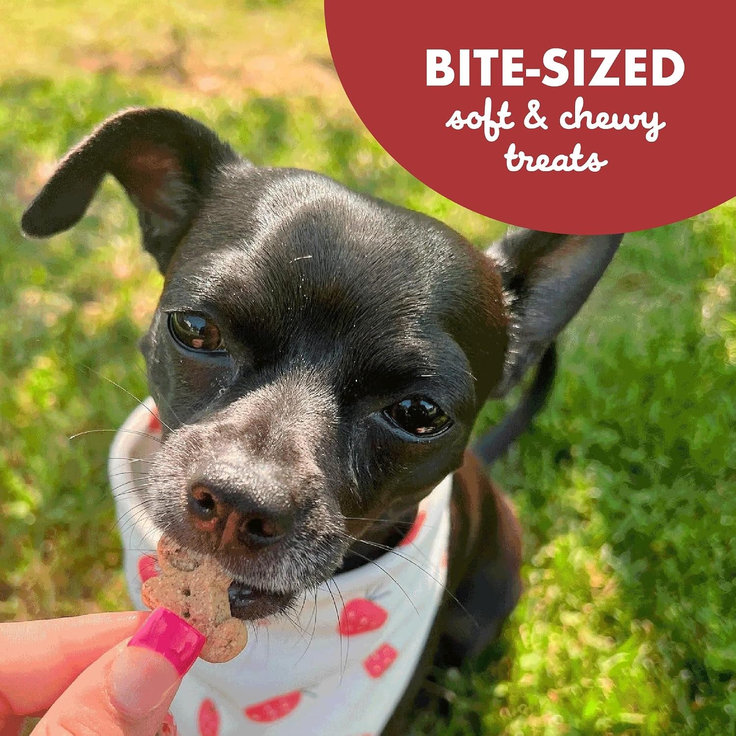 buddy-biscuits-softies-5-oz-pouch-grain-free-soft-chewy-natural-grilled-beef-flavor-dog-treats-oven-baked-in-the-usa