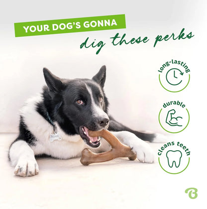 Black and white dog chewing durable, long-lasting bone toy that cleans teeth3