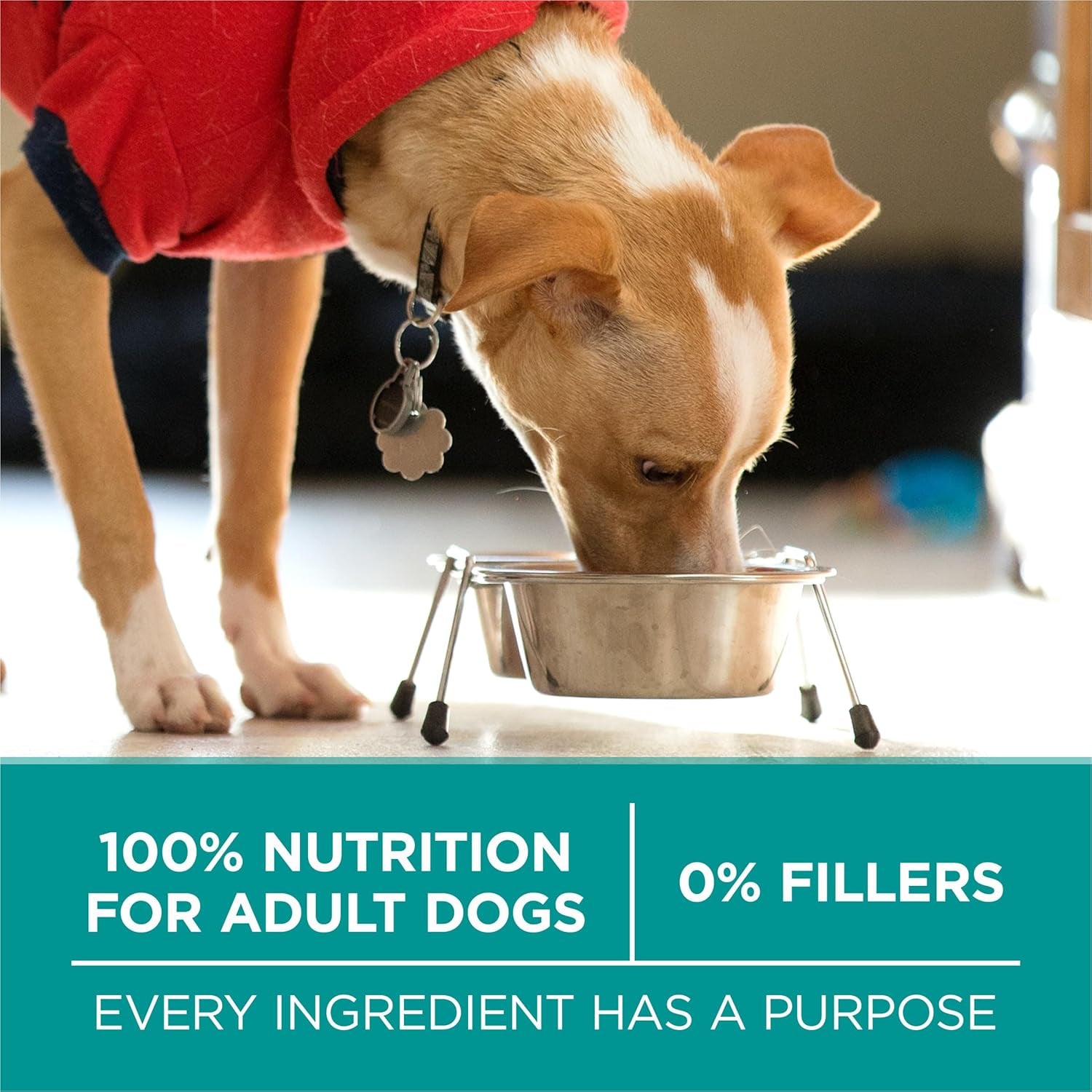 purina-one-plus-digestive-health-formula-dry-dog-food-natural-with-added-vitamins-minerals-and-nutrients-31-1-lb-bag