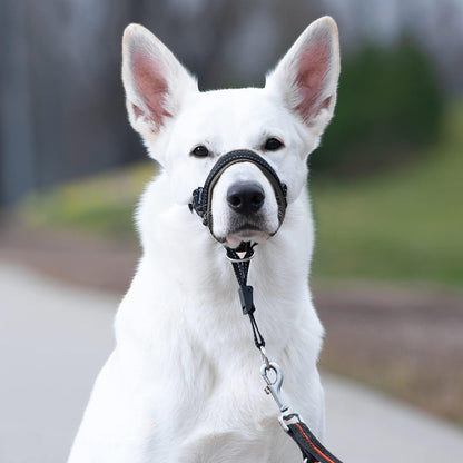 Goodboy Dog Head Halter with Safety Strap - Stops Heavy Pulling on the Leash - Padded Headcollar for Small Medium and Large Dog Sizes - Head Collar Training Guide Included (Size 2, Black)6