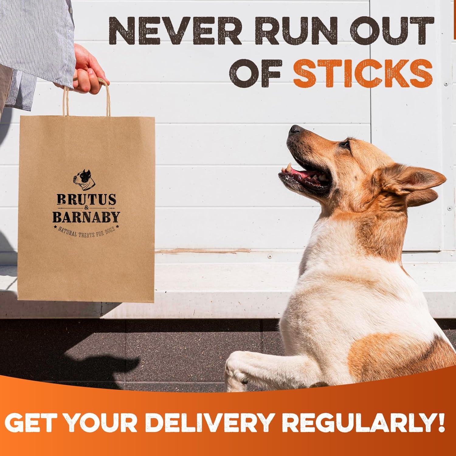 brutus-barnaby-bully-sticks-for-small-medium-large-dogs-6-inch-12-ct-long-lasting-thick-grass-fed-beef-pizzle-chew-treats-odor-free-and-rawhide-free-great-for-aggressive-chewers