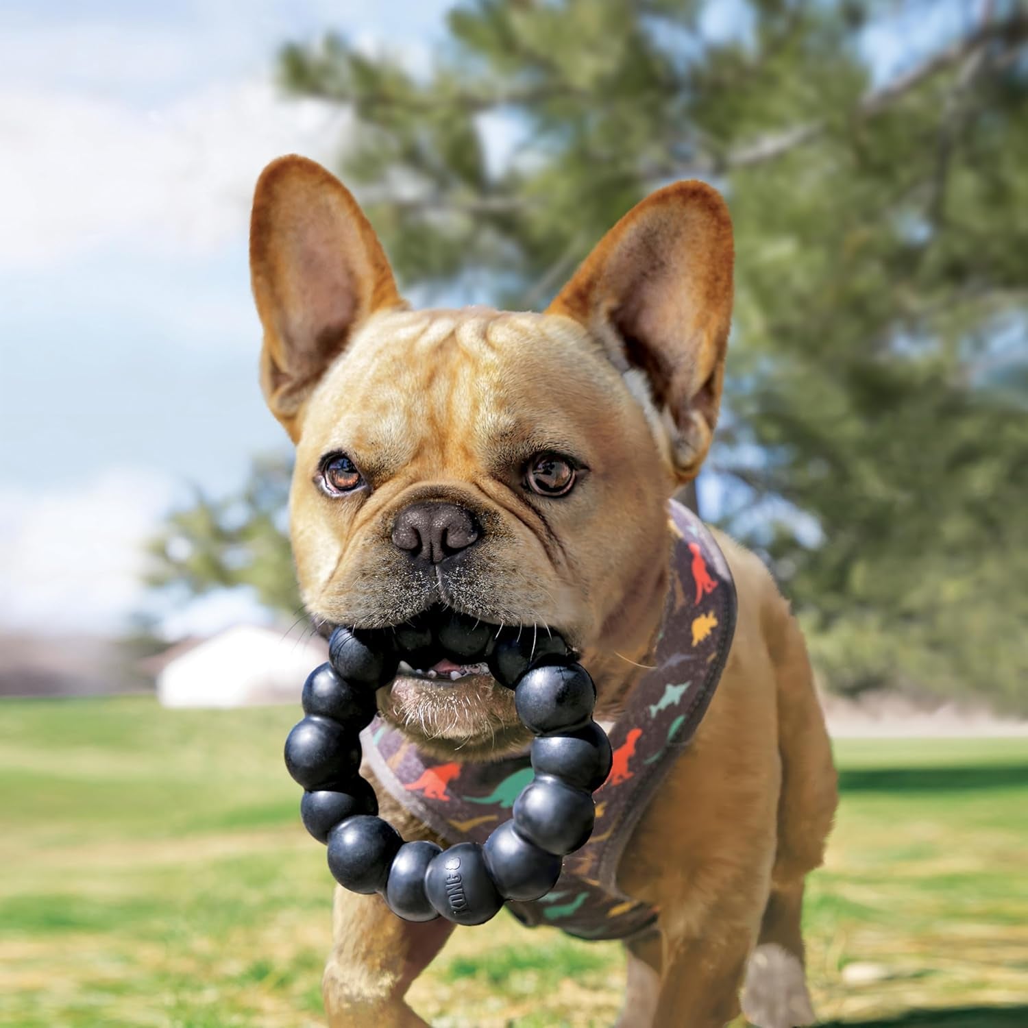 kong-extreme-ring-durable-natural-rubber-ring-toy-for-healthy-chewing-habits-chew-toy-supports-dog-dental-health-dog-toy-supports-instincts-during-playtime-for-xl-dogs